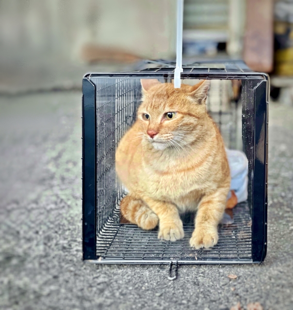 超音波タイプの猫よけグッズおすすめ7選を紹介！本当に効果のある最強超音波型猫よけグッズはどれ？ | 夢の中で害獣駆除〜暮らしに役立つ害獣駆除ブログ〜